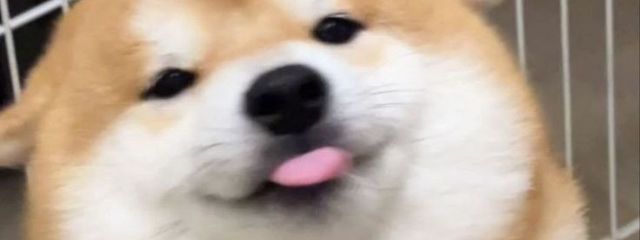 いぬころそくさんの壁紙画像