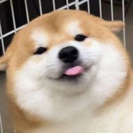 いぬころそくさんのアイコン画像