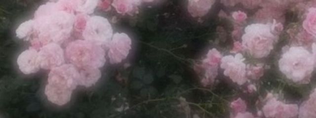 ぽえさんの壁紙画像