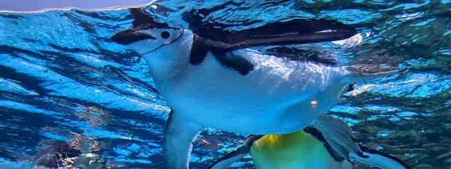 すとぷりすなーさんの壁紙画像