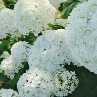 さくらさんのアイコン画像