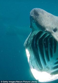 海上に憧れて