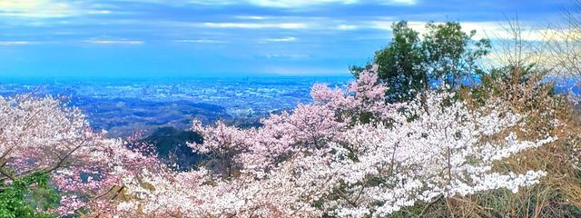 さくさんの壁紙画像