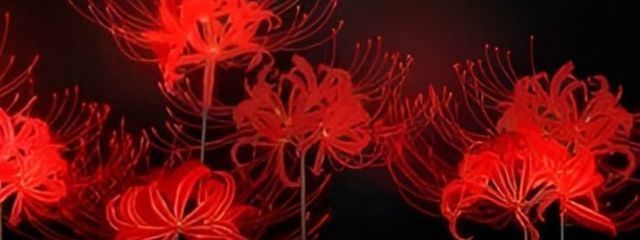 𝓡𝓲𝓷𓂃.*･ﾟꫂ&nbsp;ၴႅၴさんの壁紙画像