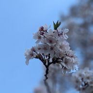 ちっぴぃさまさんのアイコン画像