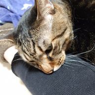 アリスさんのアイコン画像