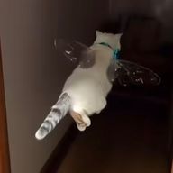 たろさんのアイコン画像