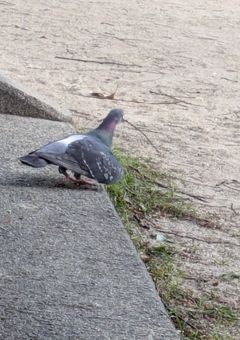 ざつだん
