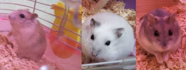 刹那さんの壁紙画像