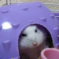 刹那さんのアイコン画像