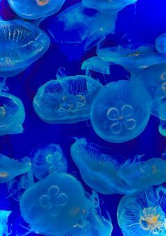 天使と狼のハーフのお話