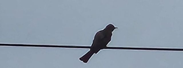 しーちゃんさんの壁紙画像