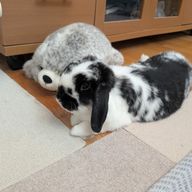 からし めんたいこさんのアイコン画像