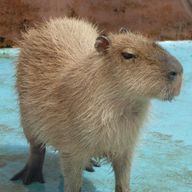 カピバラさんのアイコン画像