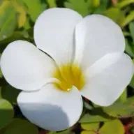 もちむぎさんのアイコン画像