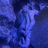 Tam KaChing Jojoさんのアイコン画像