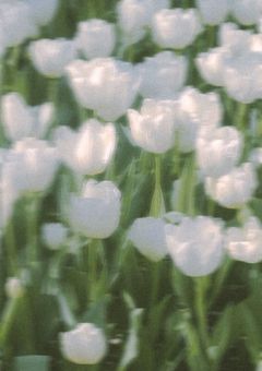 zmさん右小説