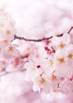 花柱は今宵も鬼を狩る