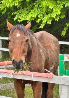 馬や競馬、乗馬やウマ娘について話すとこ?