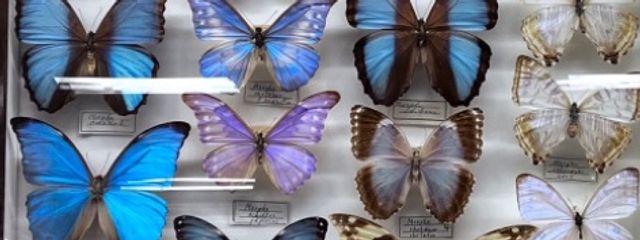 あや(あやめ)さんの壁紙画像