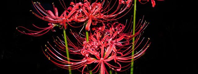 天音さんの壁紙画像