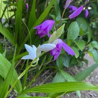 Luaさんのアイコン画像