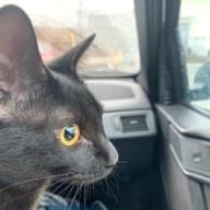 あずきさんのアイコン画像