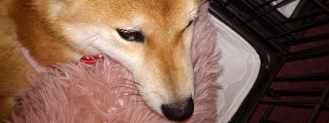 omisoさんの壁紙画像