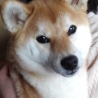 omisoさんのアイコン画像