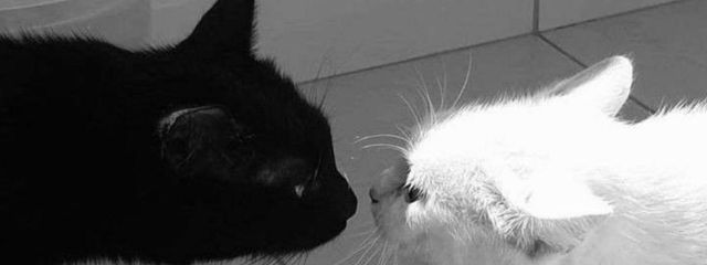 ルカ🦊さんの壁紙画像