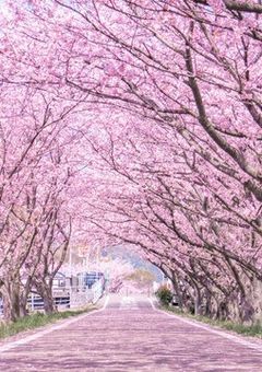 散りゆく恋に刃を向けて