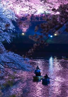 夏夜桜