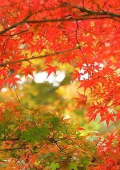 僕の忘れもの