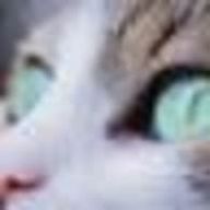 Shefiaさんのアイコン画像