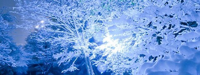 ゆきにゃんさんの壁紙画像