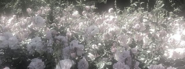 さんの壁紙画像
