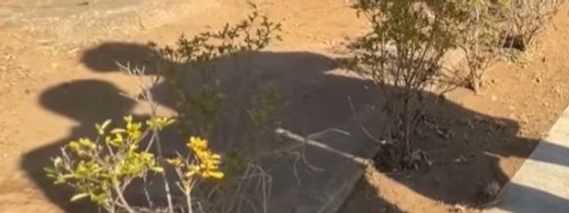 寿司さんの壁紙画像