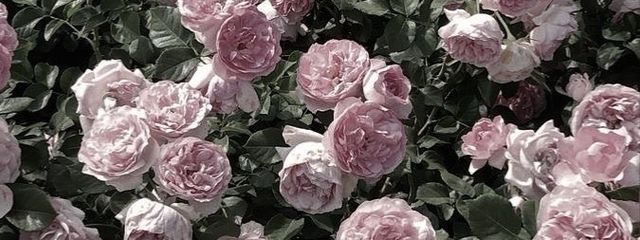        𝕸𝖎𝖔 さんの壁紙画像