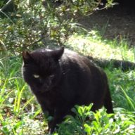 あむら🌱さんのアイコン画像