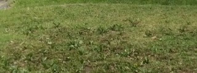 神風🍃月静香さんの壁紙画像