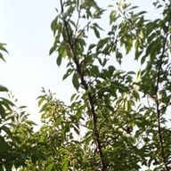 神風🍃月静香さんのアイコン画像