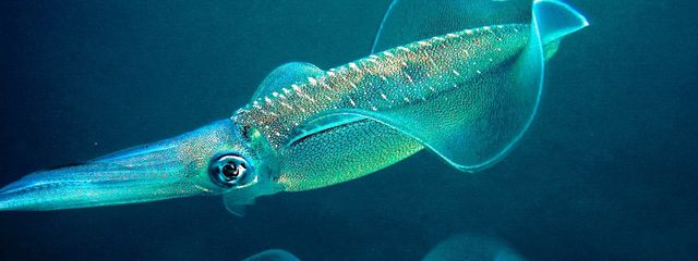 伝説のはまぐりさんの壁紙画像