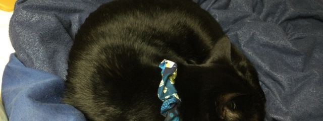 まりねこ@フォロバ率多分100%さんの壁紙画像