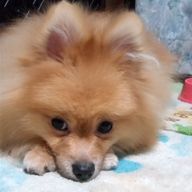 愛犬さんのアイコン画像