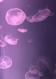 ✩.*˚傷ついても君がいいෆ˚*