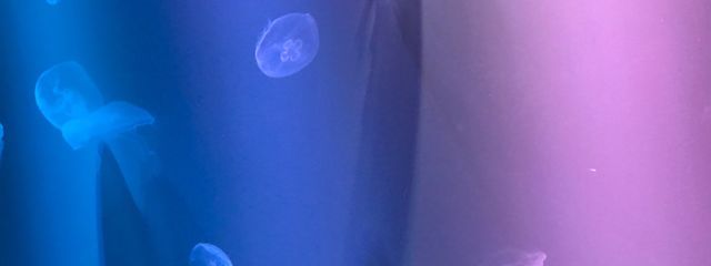 くらげ さんの壁紙画像