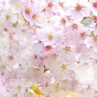 sakuraさんのアイコン画像