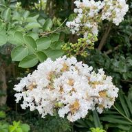 みどりまりもさんのアイコン画像