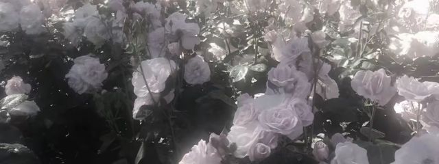 れいちゃんさんの壁紙画像