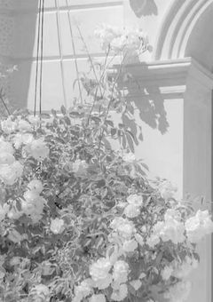 色々混ざる徒然草🌿‬